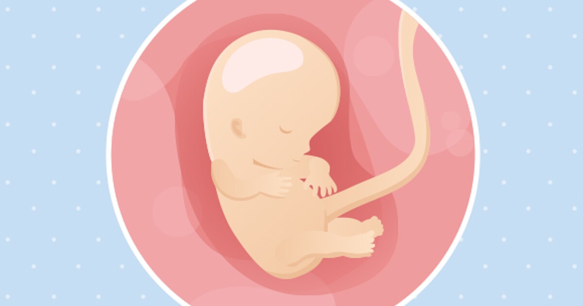 10ème Semaine De Grossesse 12 Sa Nestlé Bébé 